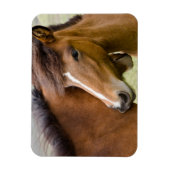 Mare and Colt Magnet (Vertikal)