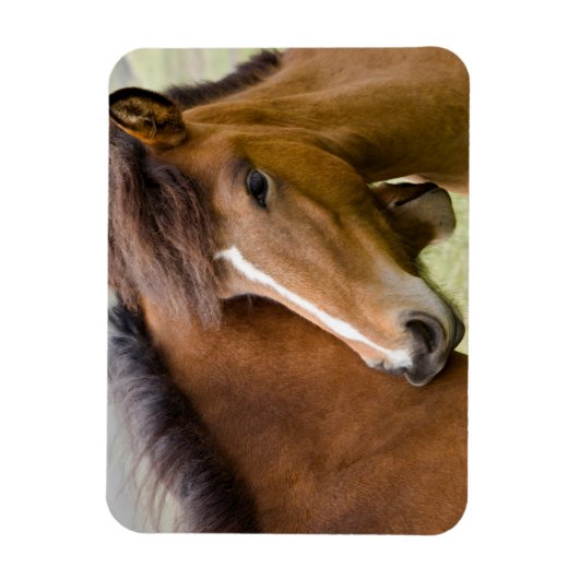Mare and Colt Magnet (Vertikal)
