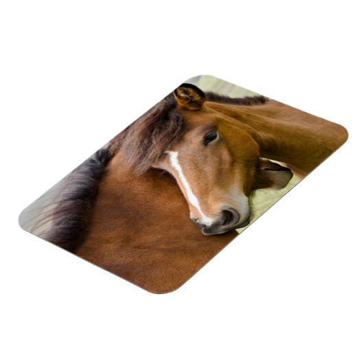 Mare and Colt Magnet (Linke Seite)