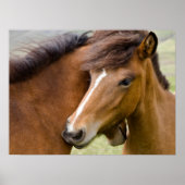 Mare and Colt Poster (Vorne)