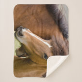 Mare and Colt Sherpadecke (Vorderseite)