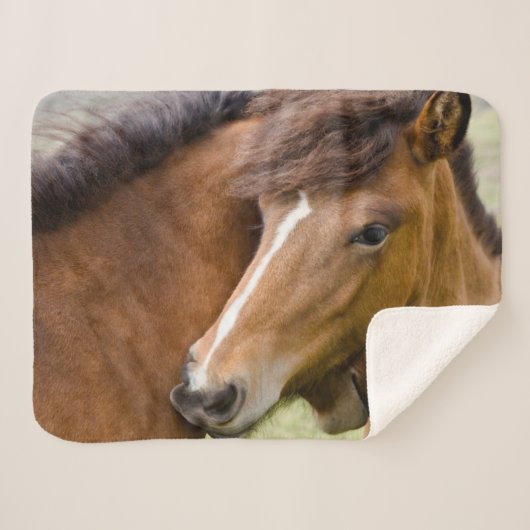 Mare and Colt Sherpadecke (Vorderseite (Horizontal))