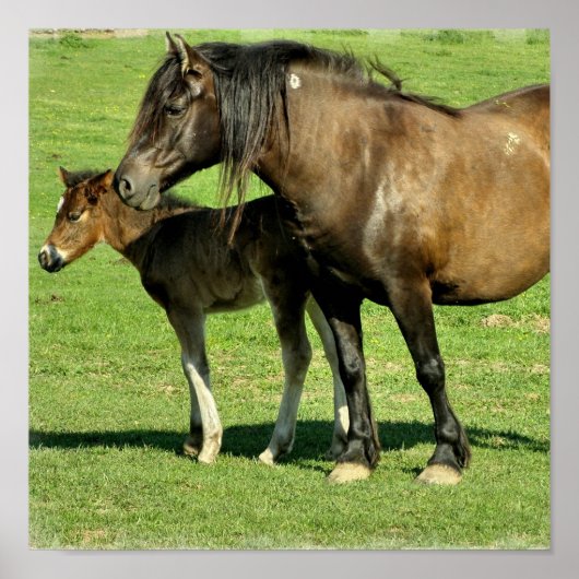Mare and Foal Poster Print (Vorne)