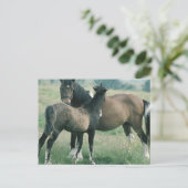 Mare and Foal Postkarte (Stehend Vorderseite)