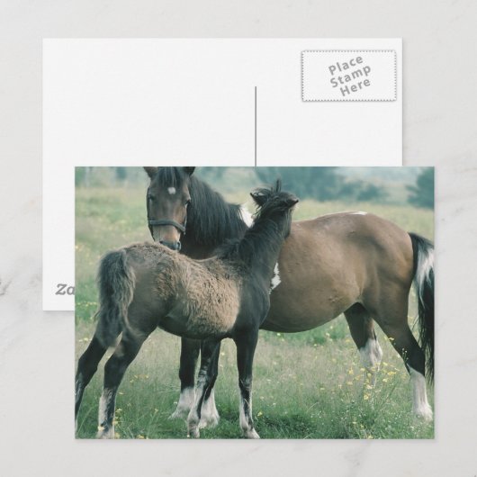 Mare and Foal Postkarte (Vorne/Hinten)