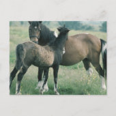 Mare and Foal Postkarte (Vorderseite)