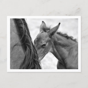 Mare and Foal Postkarte