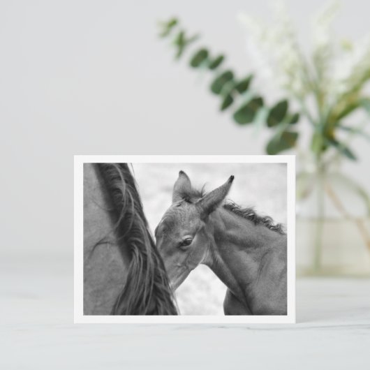 Mare and Foal Postkarte (Stehend Vorderseite)
