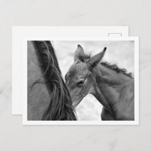 Mare and Foal Postkarte (Vorne/Hinten)