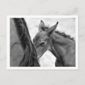 Mare and Foal Postkarte (Vorderseite)