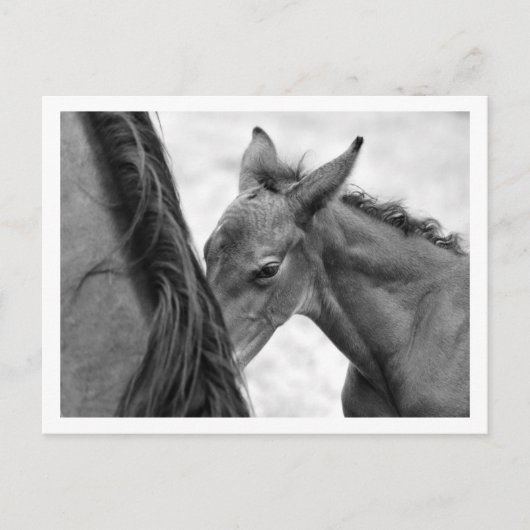 Mare and Foal Postkarte (Vorderseite)