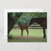 Mare and Foal Under Tree Postkarte (Vorne/Hinten)