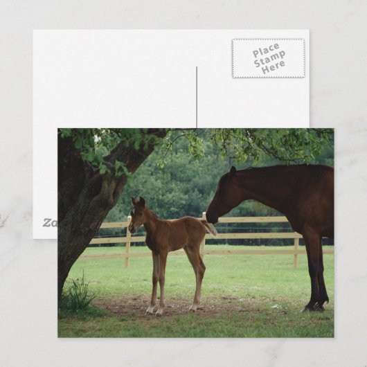 Mare and Foal Under Tree Postkarte (Vorne/Hinten)