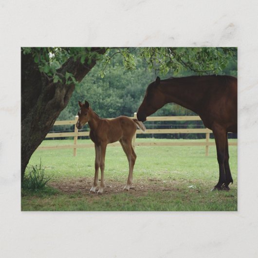 Mare and Foal Under Tree Postkarte (Vorderseite)