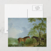 Mare and Hallion in einer Landschaft Postkarte (Vorne/Hinten)