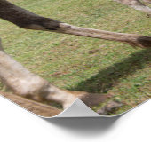 Mare & Colt am Vulkankrater von Rano Raraku Poster (Ecke)