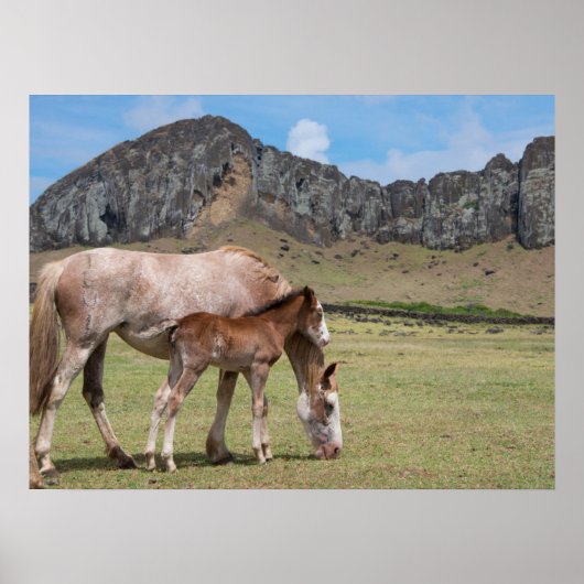 Mare & Colt am Vulkankrater von Rano Raraku Poster (Vorne)
