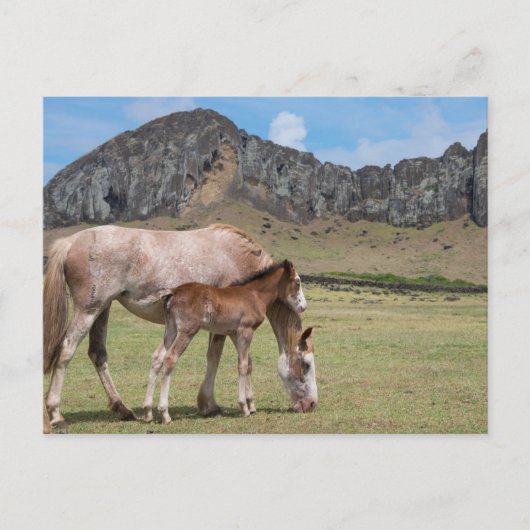 Mare & Colt am Vulkankrater von Rano Raraku Postkarte (Vorderseite)