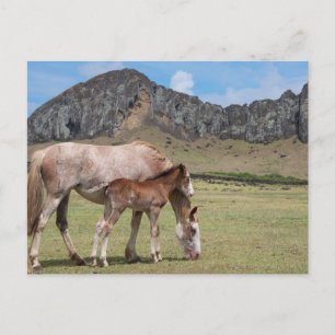 Mare & Colt am Vulkankrater von Rano Raraku Postkarte