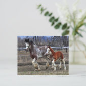 Mare & Colt laufen Postkarte (Stehend Vorderseite)