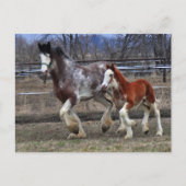 Mare & Colt laufen Postkarte (Vorderseite)