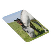 Mare Grading mit Colt Magnet (Rechte Seite)