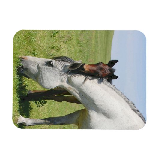 Mare Grading mit Colt Magnet (Horizontal)