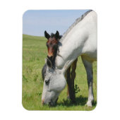 Mare Grading mit Colt Magnet (Vertikal)