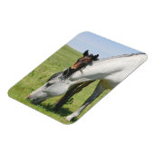 Mare Grading mit Colt Magnet (Linke Seite)