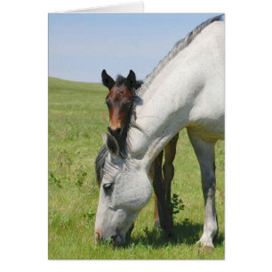 Mare Grazing mit Colt