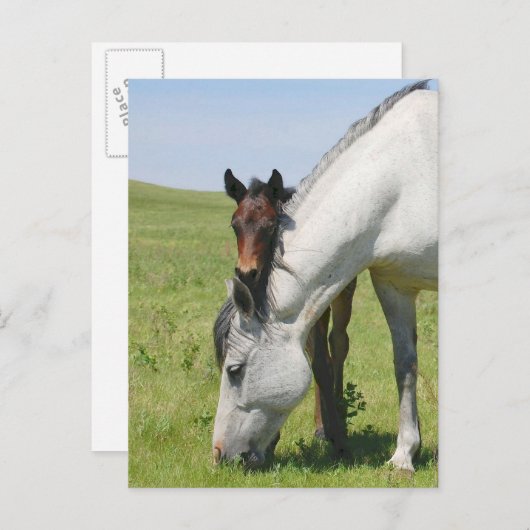 Mare Grazing mit Colt Postkarte (Vorne/Hinten)