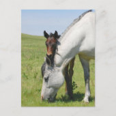 Mare Grazing mit Colt Postkarte (Vorderseite)