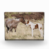 Mare mit Colt Fotoblock (Vorderseite)