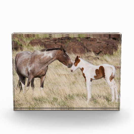 Mare mit Colt Fotoblock (Vorderseite)