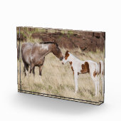 Mare mit Colt Fotoblock (Rechts)