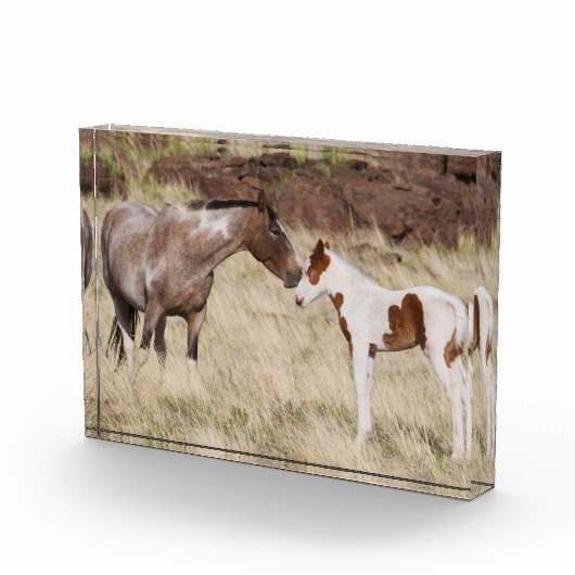 Mare mit Colt Fotoblock (Rechts)