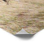 Mare mit Colt Poster (Ecke)