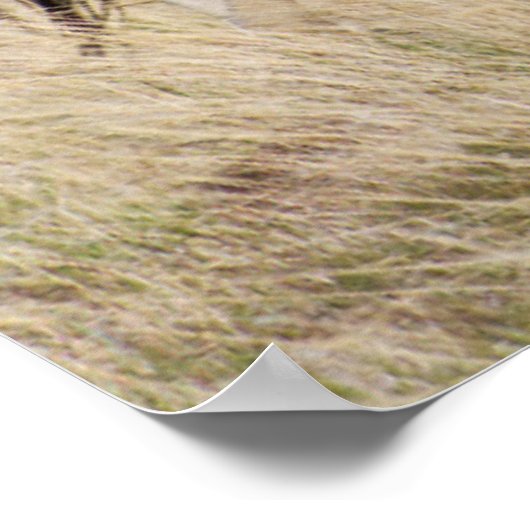 Mare mit Colt Poster (Ecke)