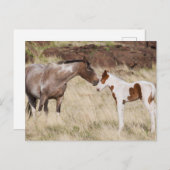 Mare mit Colt Postkarte (Vorne/Hinten)