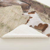 Mare mit Colt Sherpadecke (3/4)