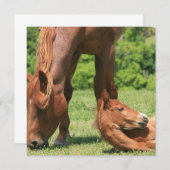 Mare und Colt Einladung (Vorne/Hinten)