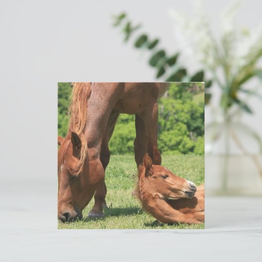 Mare und Colt Einladung (Stehend Vorderseite)