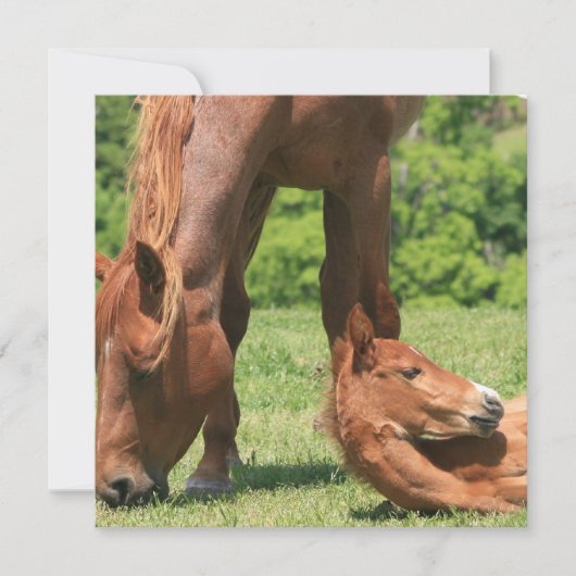 Mare und Colt Einladung (Vorderseite)