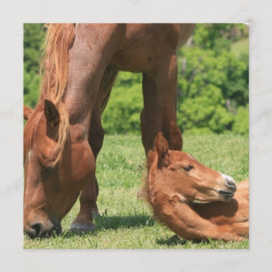 Mare und Colt Einladung