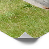 Mare und Colt Poster (Ecke)