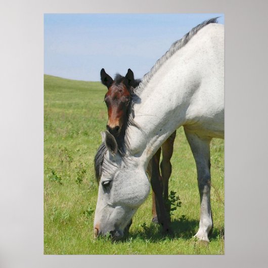 Mare und Colt Poster (Vorne)