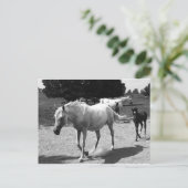 Mare und Filly Postkarte (Stehend Vorderseite)