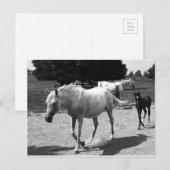 Mare und Filly Postkarte (Vorne/Hinten)