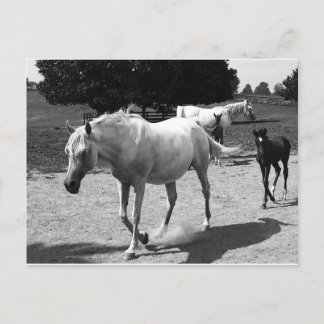 Mare und Filly Postkarte