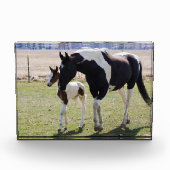 Mare und Filly Walking Fotoblock (Vorderseite)